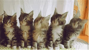 8efae3177a895ebf3e31015464f96fba.gif