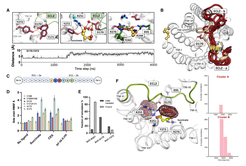 Molecular Cell | MD鉴定琥珀酸与SUCNR1的结合路径以及在SUCNR1上的两个高亲和力结合位点