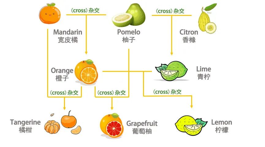 contains不区分大小写