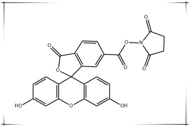 荧光染料92557-81-8，FAM NHS ester,6-isomer，用于标记核苷酸的荧光试剂