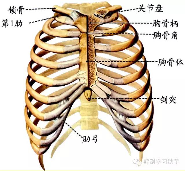 胸椎体位置示意图图片