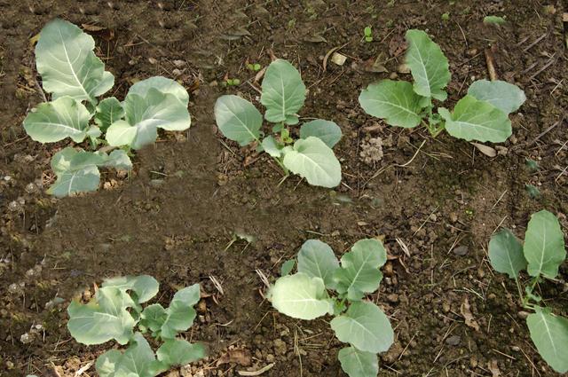 空心点农民种青花菜怎样预防花菜茎裂空心做好3点花球大还增产