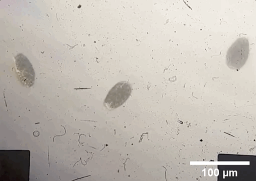 紫色洋葱细胞在碰到氯化钠溶液后，细胞膜与细胞壁出现了分离.