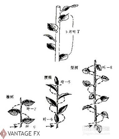 斐波那契数列