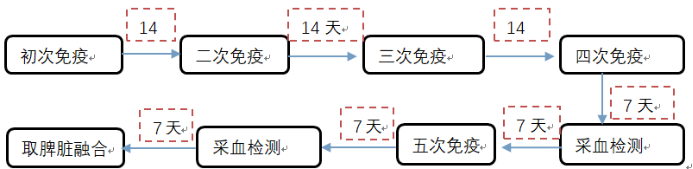 动物免疫（羊驼免疫）-泰克生物