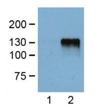 Cell Biolabs艾美捷丨小鼠抗FLAG标记单克隆抗体