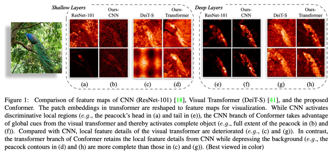 ICCV 2021 | 国科大提出首个CNN和Transformer双体主干网络！Conformer准确率高达84.1%！...-CSDN博客