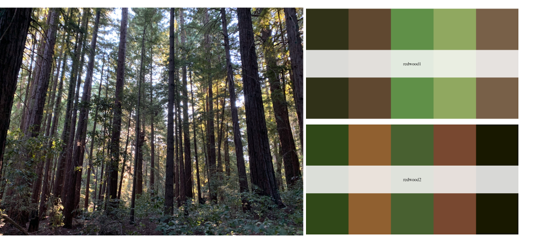 Redwoods