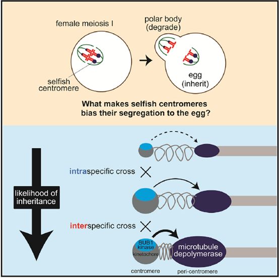 mMED影响组蛋白甲基化和表观遗传