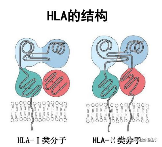 hla是humanleukocyteantigen的简拼,即"人类白细胞抗原,广泛分布于