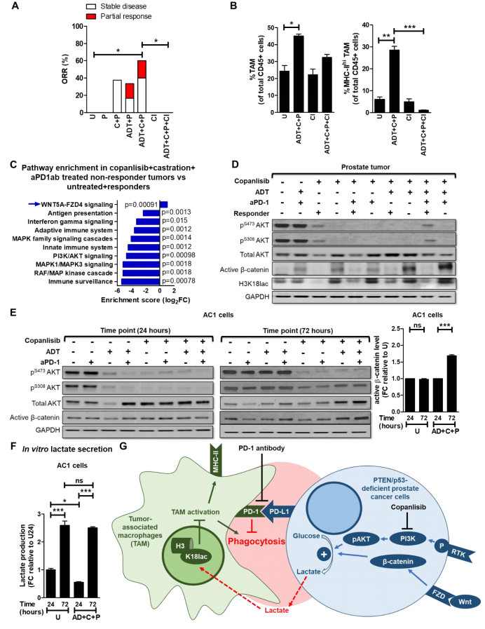 Clin Cancer Res|“乳酸化+巨噬细胞”国自然强强联合