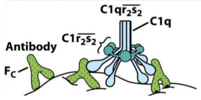 c1q/c1q补体研究:高纯补体蛋白,你值得拥有!