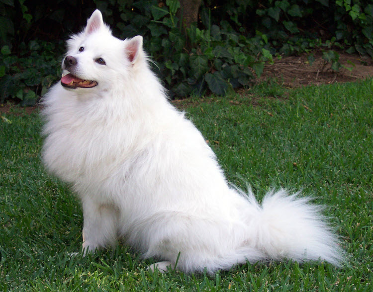dog