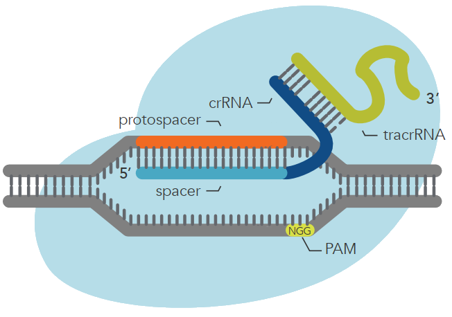 cas9基因編輯系統,通過突變cas9核酸內切酶的hnh結構域和ruvc結構域