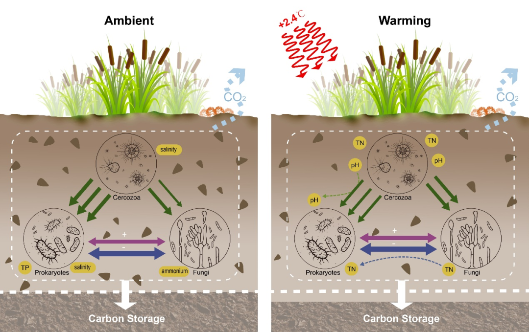 gcb:生态中心邓晔组-增温改变了微生物相互作用关系