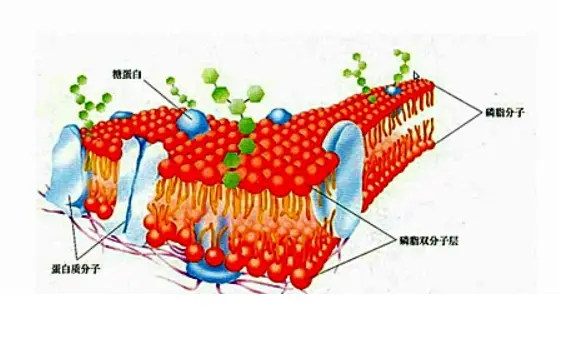 具有细胞膜通透性的铕配合物单线态氧荧光探针/细胞膜次氯酸根荧光探针的相关研究