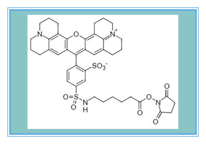 Texas Red X Succinimidyl Ester（single Isomer），178623-11-5，德克萨斯红-X活性酯（单 ...