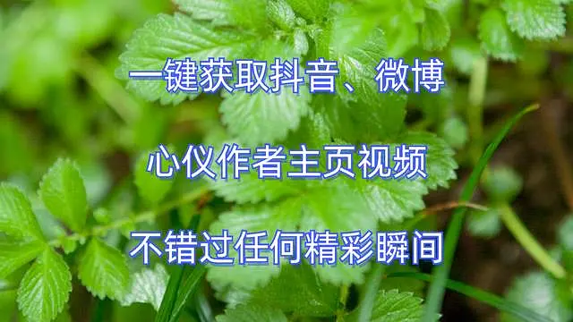 一键获取抖音微博心仪作者主页视频不错过任何精彩瞬间