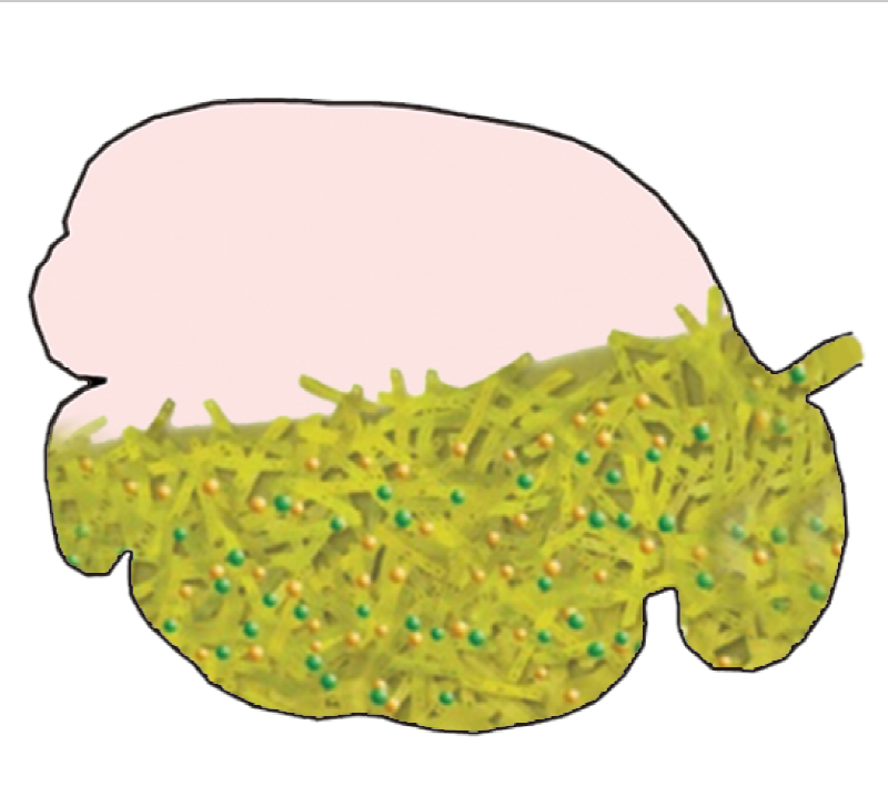 权威译著《瘤胃微生物学》重磅出版！-CSDN博客