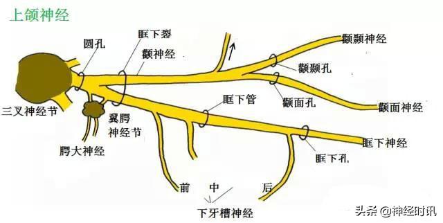 上项线体表位置体表神经解剖三叉神经详解