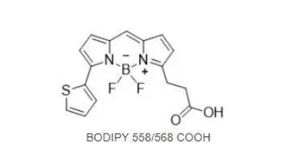 150173-72-1，BODIPY 558/568 羧酸，一种疏水性荧光染料