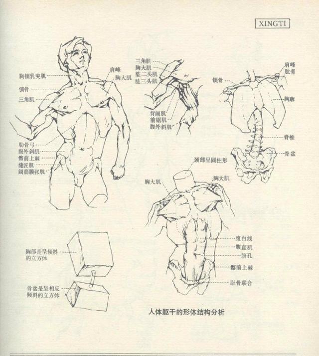 原画零基础入门人体结构基础篇