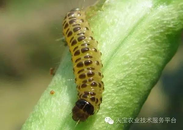 unix到底有啥用搞定钻心虫卷叶虫到底用啥药好