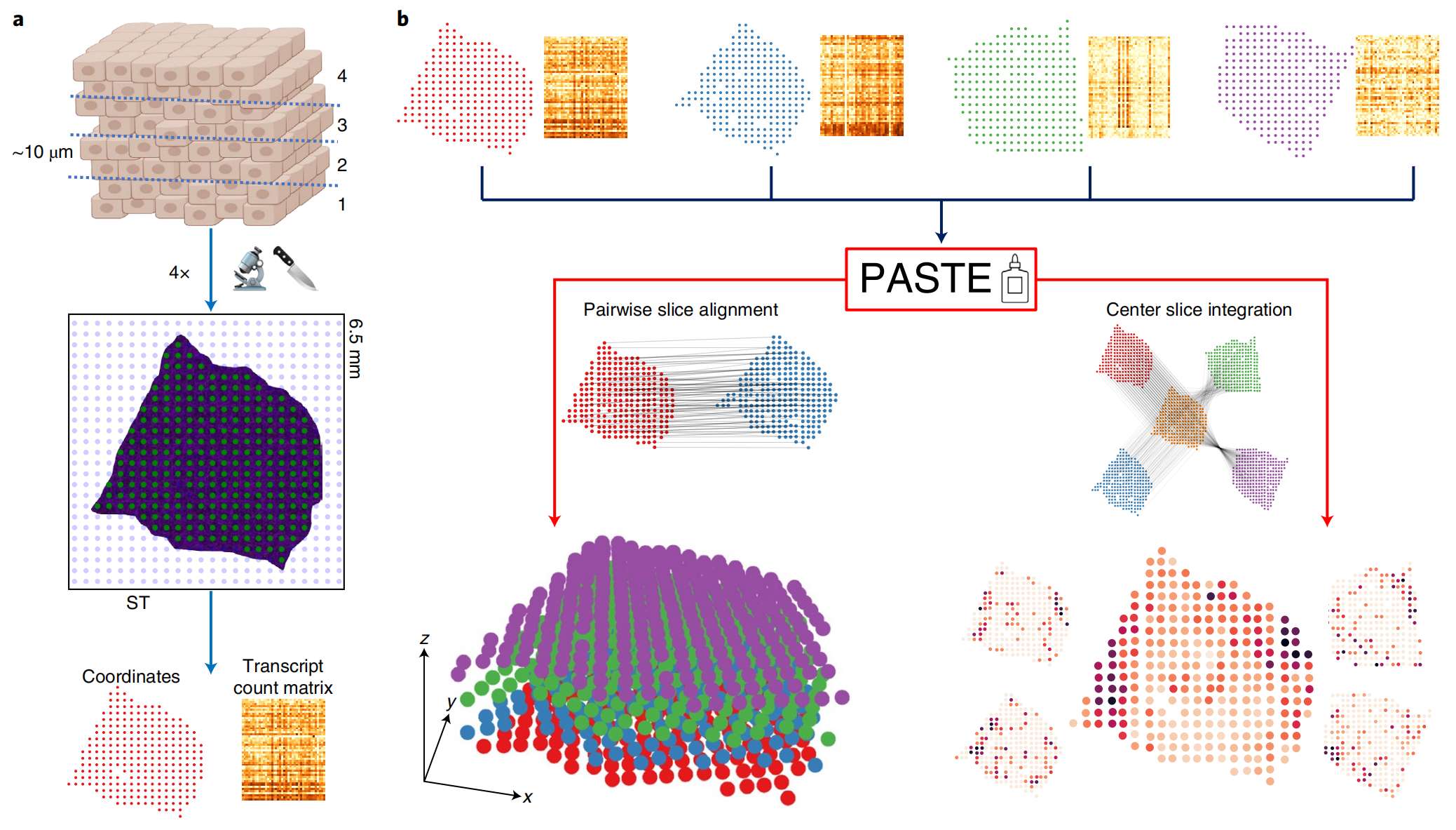 Fig.1 使用 PASTE 配准和集成 ST 切片