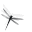 9c6e1f64125358768eb716a270333cd8.gif