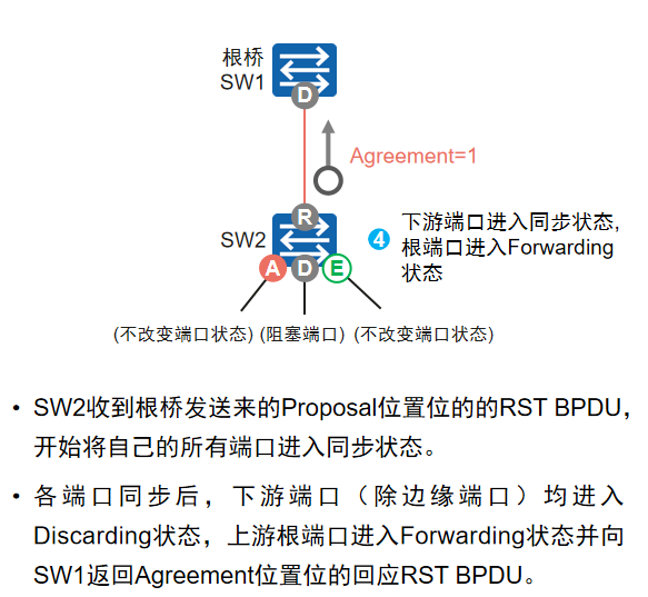 回复A置位BPDU