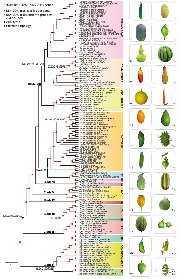 changes facilitating the adaptive evolution of cucurbitaceae
