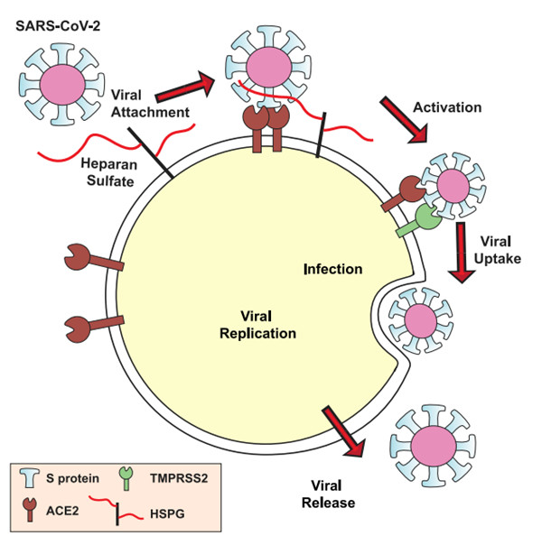 硫酸乙酰肝素助攻新冠？MyBioSource定量检测试剂盒来帮忙