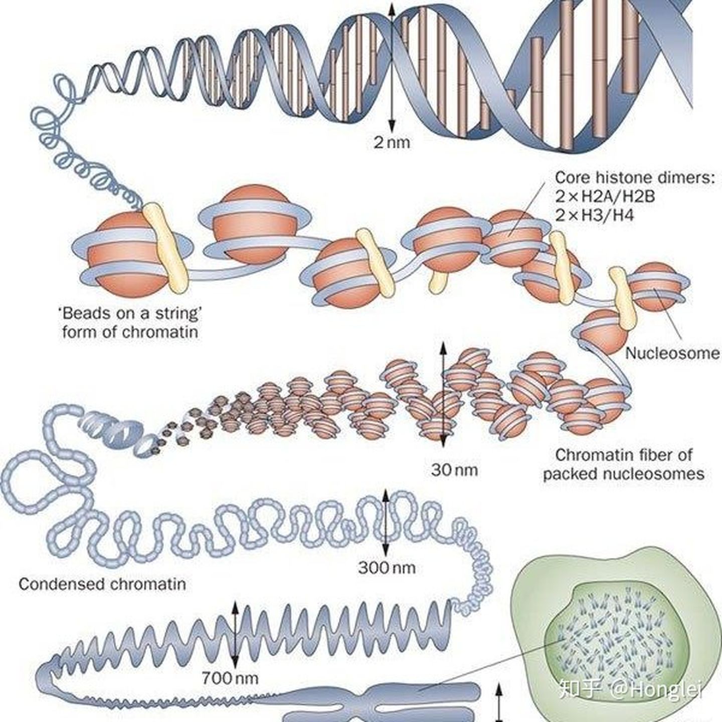 每個細胞中都包含一套完整的生命密碼,也就是dna,而基因組就是指一個