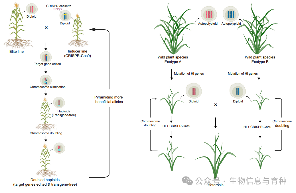 MP | 严建兵团队综述DH与人工无融合生殖进展以及作物育种应用_计算机视觉_04