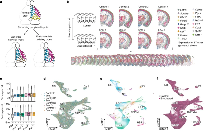 Fig.4 BARseq 一致地检测八只双目摘除和对照动物的细胞类型