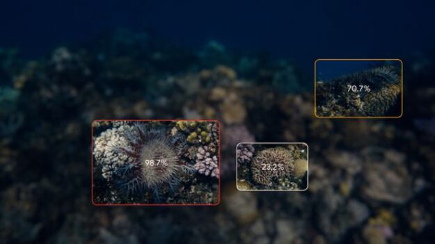 Image of a coral reef with boxes and labeled percentage of COTS certainty around 3 different starfish.