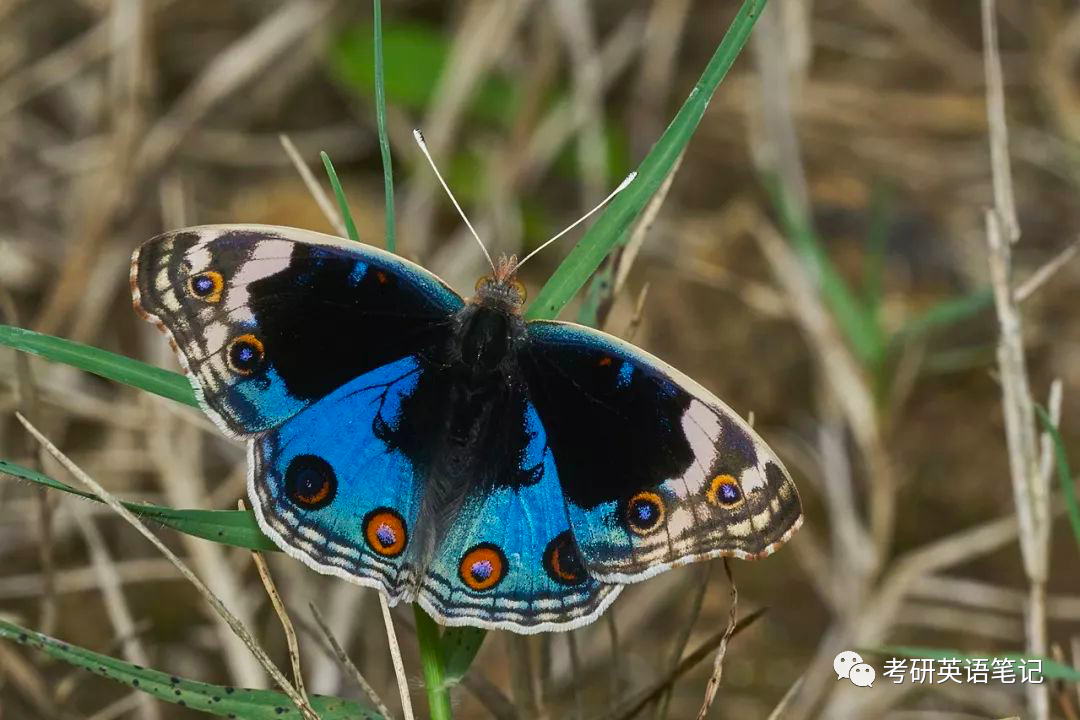 藍閃蝶 morpho peleides金裳鳳蝶troides aeacus玫瑰綃眼蝶cithaerias