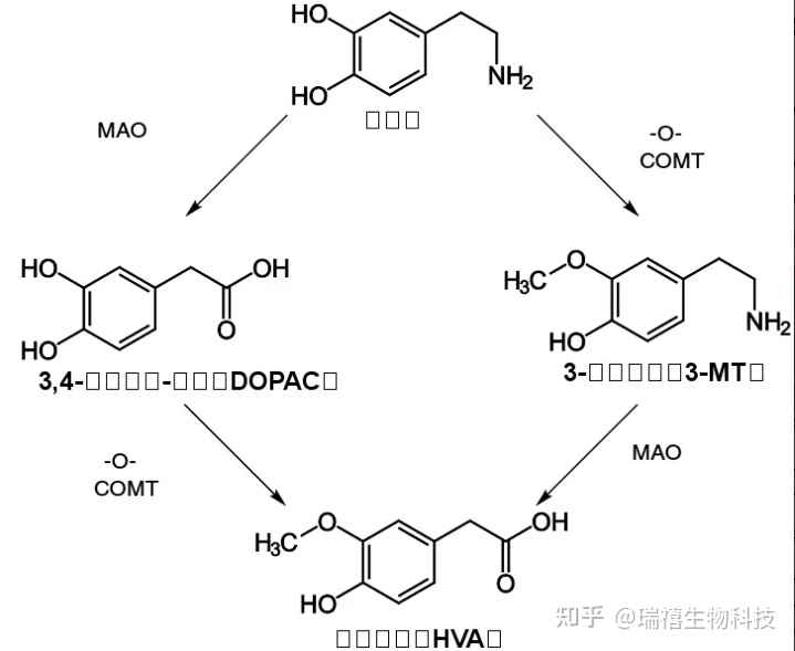 氨基苯酚/多巴胺仿生修饰碳纳米管/α-氧化铝/ CNTs-Ag纳米复合材料