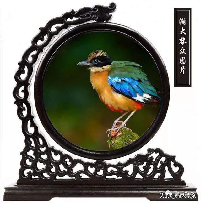 常见鸟的种类及特点 四 观赏鸟大全 雀形目精彩视觉观赏 鸟 Weixin 的博客 Csdn博客