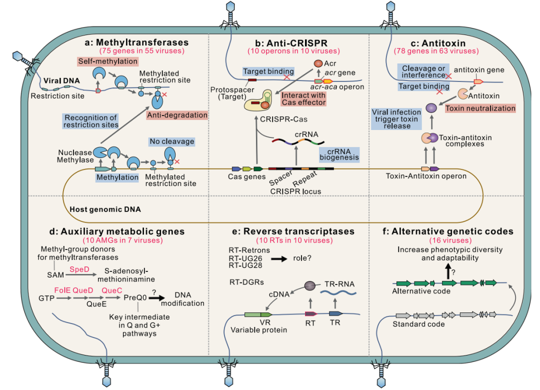个性化分析内容更新原核生物抗病毒系统鉴定