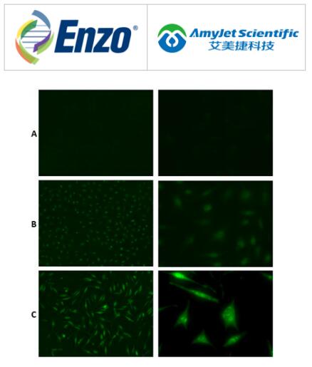 Enzo Life Sciences丨单和多泛素化偶联物重组单克隆抗体