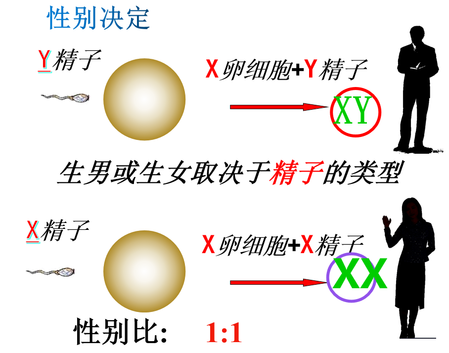 发明家人成功机器人姓名xy基因_备战中考 生物总复习重点知识点汇总