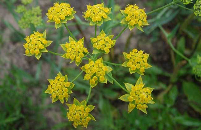 batchupdate一次多少条合适中药材专用叶面肥哪个品牌好柴胡追肥用