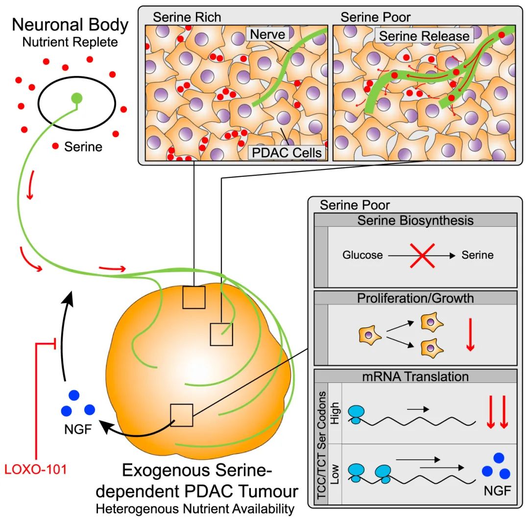 MCE | 神经元为胰腺癌细胞提供营养