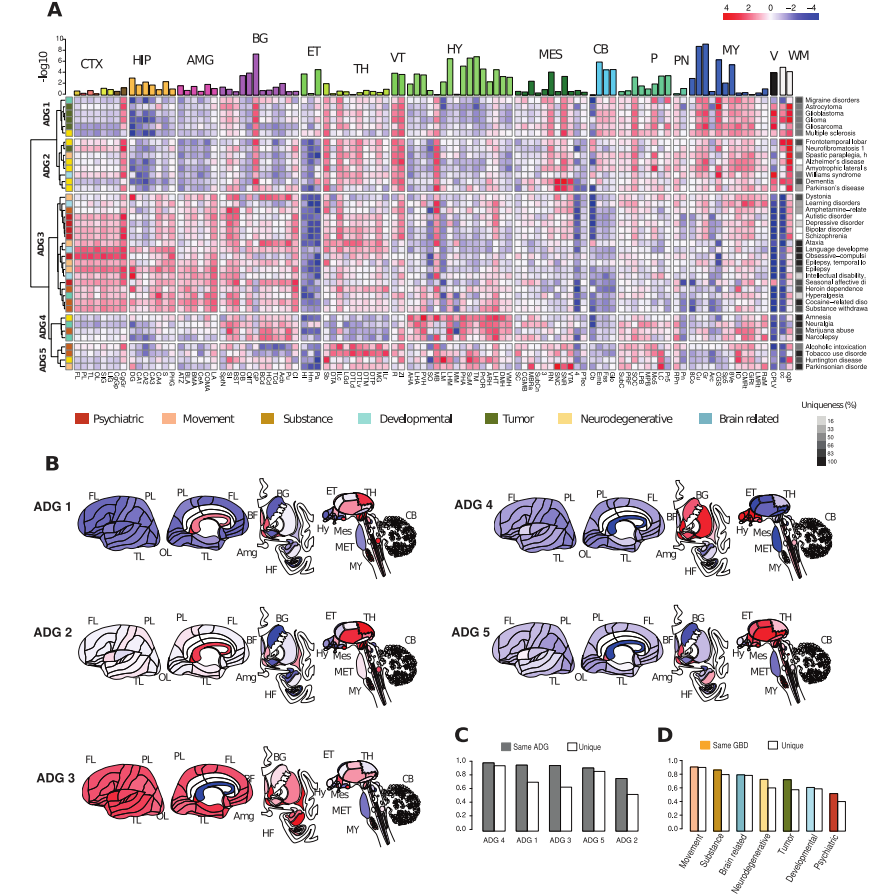 ​Plos Biology | 40种人类常见脑部疾病转录组学分析，提供基于分子的疾病分类和比较新策略_人工智能_02