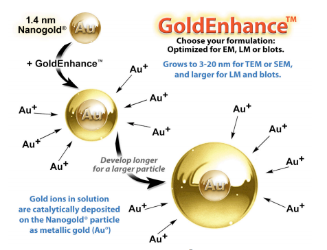 Nanoprobes 艾美捷GOLDENHANCE LM使用说明