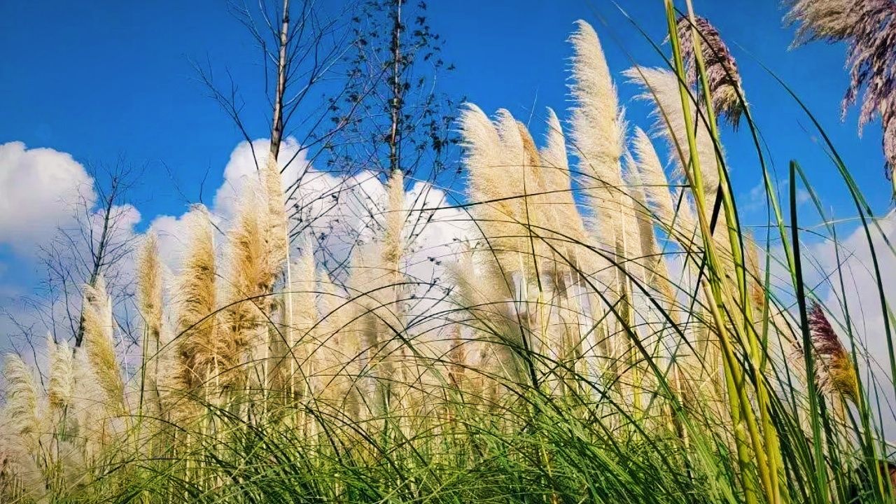 昆明草海隧道湿地公园，荻花盛开，又一个网红打卡地