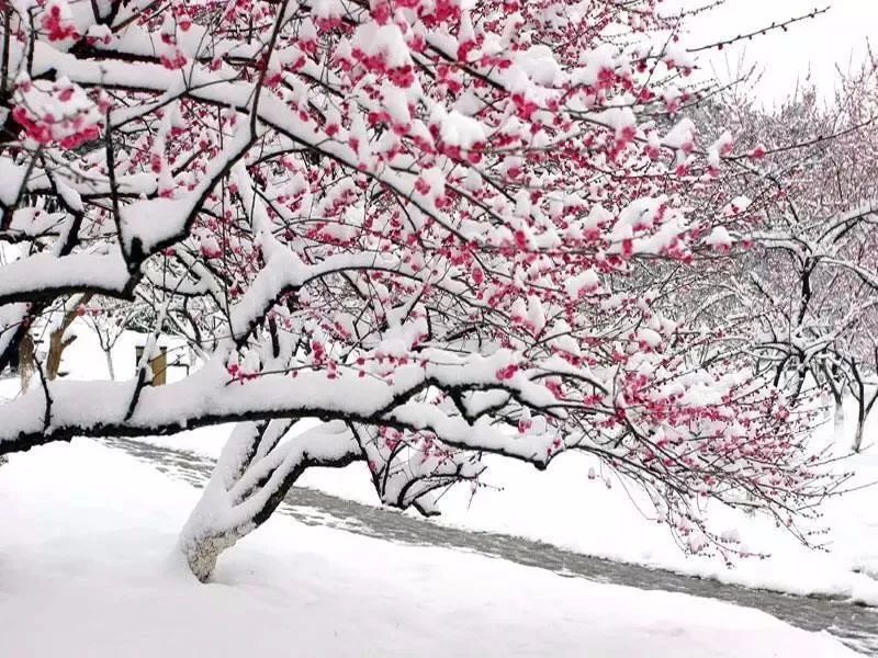 怎么把图片上的字盖住突然一场暴雪雪中梅花惊艳了你想好怎么拍了吗