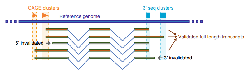 凌恩生物美文分享|转录组研究利器——三代全长转录组测序(Iso-Seq)