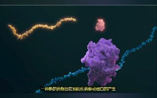 RNA靶向药物原理